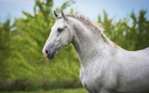 Elegante Lipizzaner Pferde, bekannt für ihre beeindruckenden Dressurleistungen und edle Erscheinung.