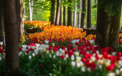 Farbenprächtige Tulpenblüte im Botanischen Garten Volčji Potok, mit einer Vielzahl von blühenden Tulpen in voller Pracht.