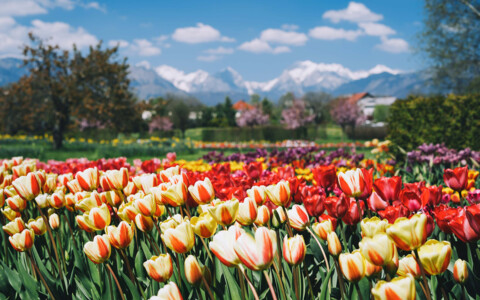 Farbenprächtige Tulpenblüte im Botanischen Garten Volčji Potok, mit einer Vielzahl von blühenden Tulpen in voller Pracht.