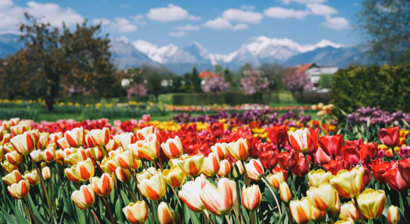 Farbenprächtige Tulpenblüte im Botanischen Garten Volčji Potok, mit einer Vielzahl von blühenden Tulpen in voller Pracht.