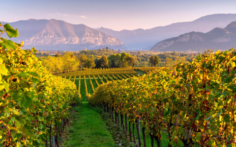 Eine Reihe von Weinreben im Herbst, deren Blätter in leuchtenden Rot-, Orange- und Gelbtönen strahlen. Die reifen Trauben hängen schwer an den Reben, bereit für die Ernte.