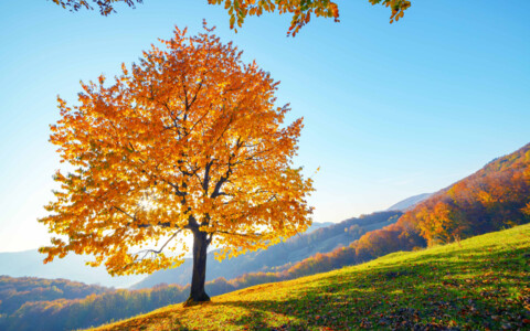 Leuchtender Baum im Herbst - Tagesausflüge und Packages mit Abreise ab Olten, Basel, Aarau, Zofingen