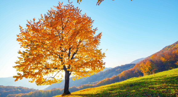 Leuchtender Baum im Herbst - Tagesausflüge und Packages mit Abreise ab Olten, Basel, Aarau, Zofingen